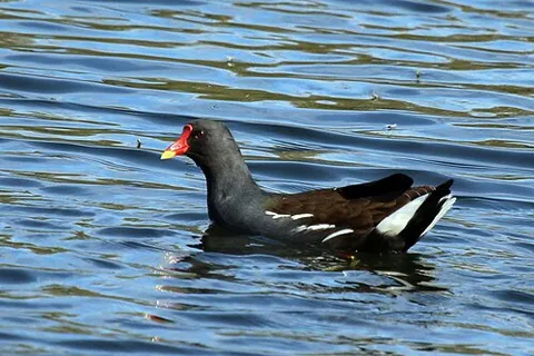 common moorhen: a member of the species Gallinula chloropus