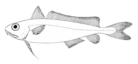 common mora: mora moro, the mora, a deep-sea cod-like fish