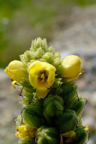 common mullein: verbascum thapsus; great mullein