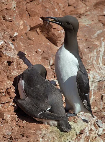 common murre: a large auk, Uria aalge