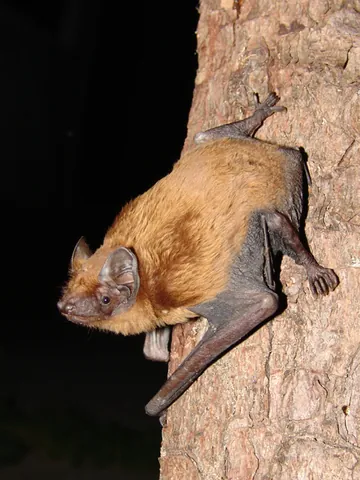 common noctule: an insectivorous bat (Nyctalus noctula), common in Europe and parts of temperate Asia and North...