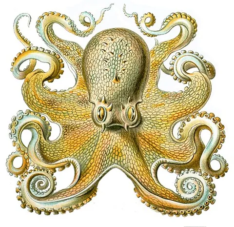 common octopus: an octopus common to coastal waters worldwide, Octopus vulgaris