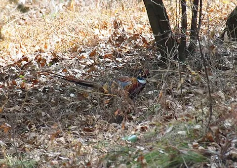 common pheasant: a bird of the species Phasianus colchicus, native principally to temperate parts of Asia,...