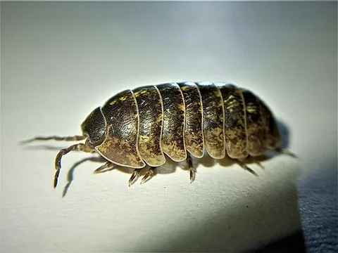 common pillbug: a species of common terrestrial woodlouse, Armadillidium vulgare, native to Europe but introduced...