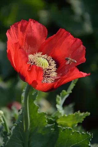 common poppy: the poppy (Papaver rhoeas), widespread in western Eurasia and North Africa, formerly a common...