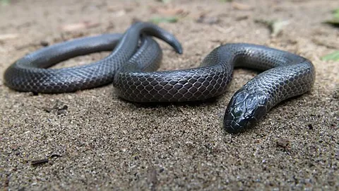 common purple-glossed snake: amblyodipsas polylepis, a species of venomous sub-Saharan snake