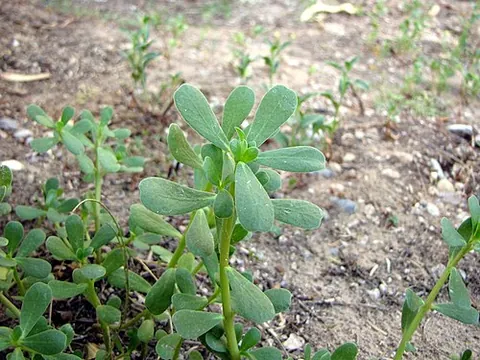 common purslane: portulaca oleracea, an annual succulent