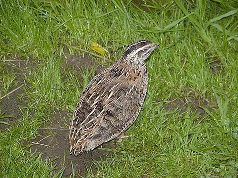common quail: coturnix coturnix, a bird in the pheasant family