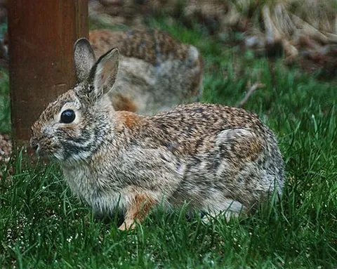 common rabbit: an animal of the species Oryctolagus cuniculus, native to southwestern Europe and northwest Africa,...
