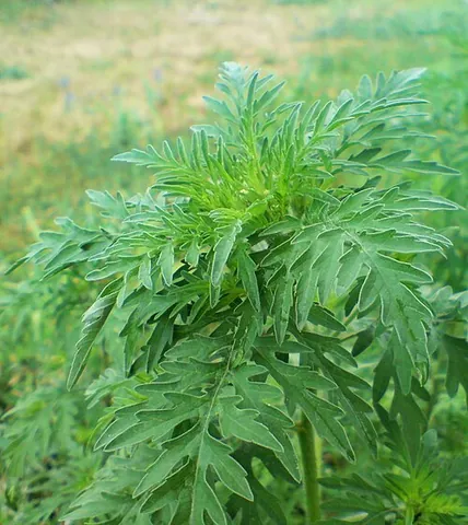 common ragweed: a plant, Ambrosia artemisiifolia, which is the most widespread plant of the genus Ambrosia in North...