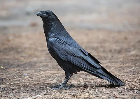 common raven: a large all-black passerine bird in the crow family, Corvus corax