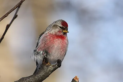 common redpoll: a bird of the species Acanthis flammea