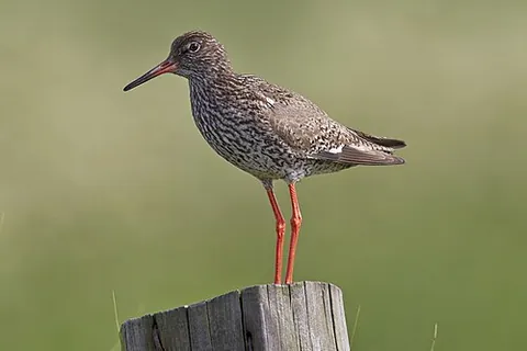common redshank: a small wader, Tringa totanus