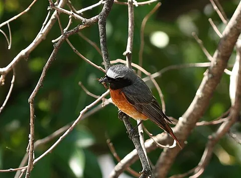 common redstart: a small passerine bird (Phoenicurus phoenicurus)
