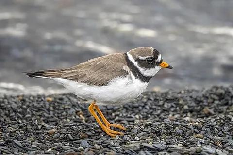 common ringed plover: a bird of species Charadrius hiaticula
