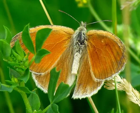 common ringlet: a brown butterfly, Coenonympha tullia, of the family Nymphalidae. Also known as the large heath