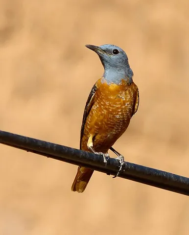 common rock thrush: monticola saxatilis, a chat belonging to the family Muscicapidae