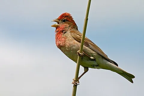 common rosefinch: carpodacus erythrinus, a small passerine bird