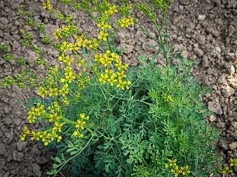 common rue: ruta graveolens
