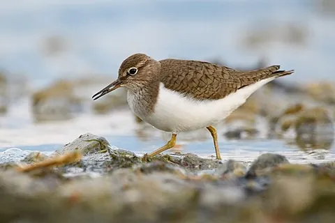 common sandpiper: a small species of wading bird, Actitis hypoleucos, widely distributed across Africa, Eurasia, and...