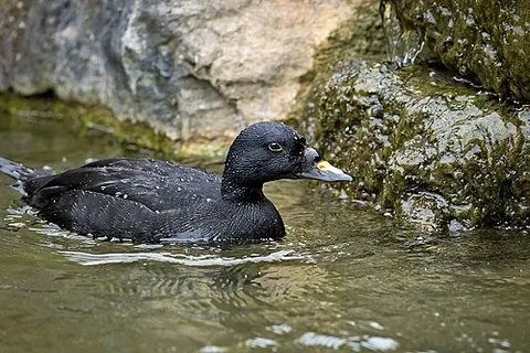 common scoter: melanitta nigra, an arctic sea bird in the family Anatidae