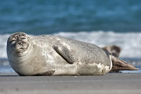 common seal: phoca vitulina, a seal living in the northern Atlantic and Pacific oceans