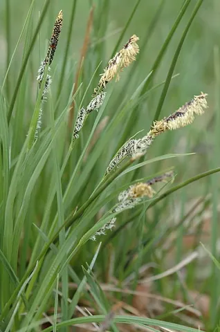 common sedge: a sedge species, Carex nigra (in Carex subg. Carex)