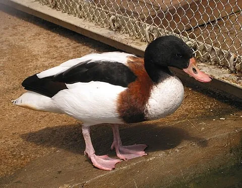common shelduck: a species of shelduck, Tadorna tadorna
