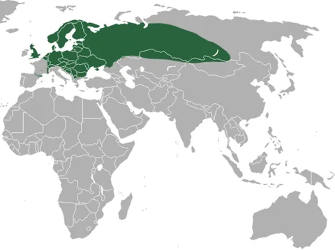 common shrew: a shrew, Sorex araneus, one of the most common mammals