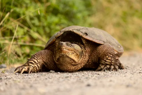 common snapping turtle: chelydra serpentina, a large freshwater turtle that lives in shallow, slow-moving bodies of water...