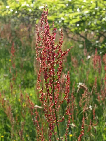 common sorrel: rumex acetosa, a taxonomic species within the family Polygonaceae, garden sorrel, native in much of...