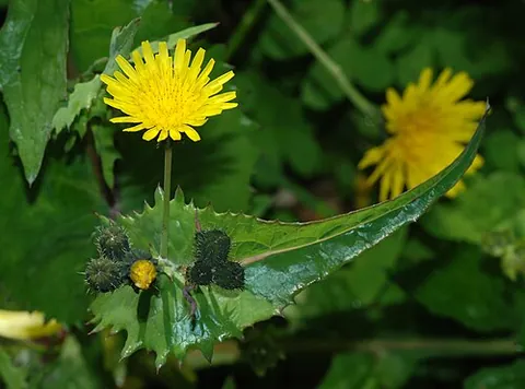 common sow thistle: milk thistle (Sonchus oleraceus), native to western Eurasia