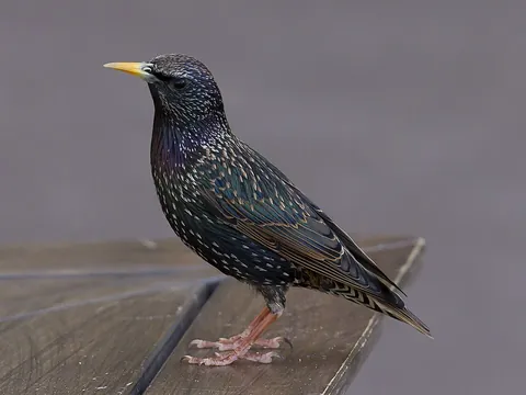 common starling: a bird of the species Sturnus vulgaris