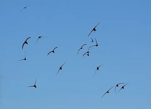 common swift: apus apus, a swallow-like bird native to Europe and much of temperate Asia, rarely alighting on the...