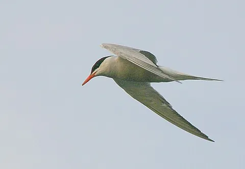 common tern: a small, gull-like shore bird of the species Sterna hirundo, of wide geographic distribution