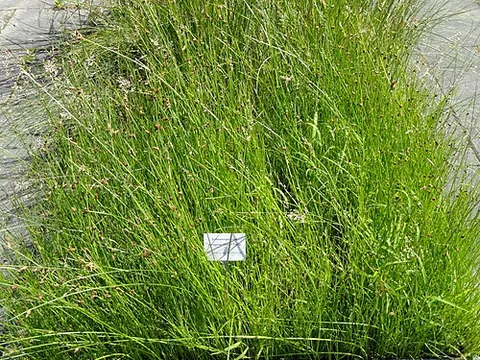 common threesquare: schoenoplectus pungens, a species of bulrush