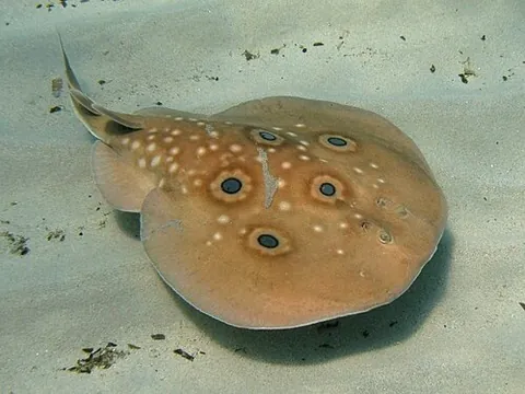 common torpedo: torpedo torpedo, a species of electric ray with prominent blue spots on its back, found in the...