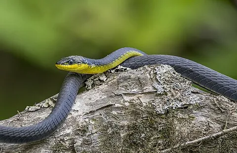 common tree snake: a snake, Dendrelaphis punctulatus