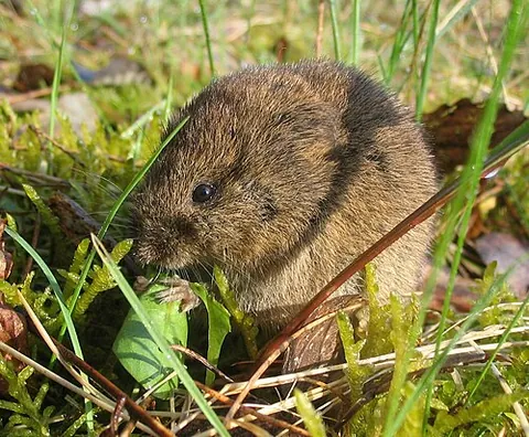 common vole: a species of vole (Microtus arvalis)
