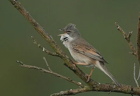 common whitethroat: sylvia communis, an Old World warbler, now sometimes Mezophilus communis or Curruca communis