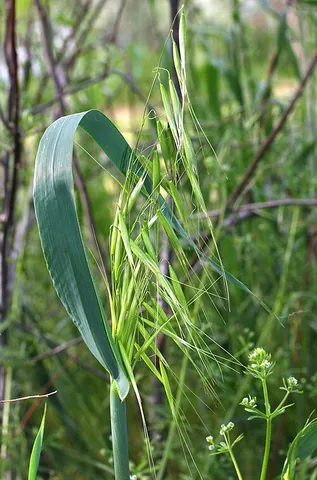 common wild oat: a plant of species Avena fatua, native to Eurasia, introduced elsewhere, sometimes considered a...