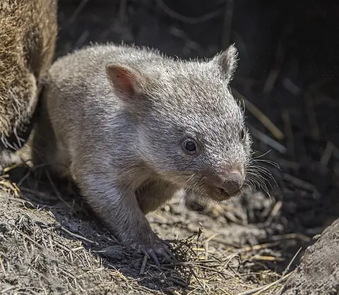 common wombat: a wombat, Vombatus ursinus tasmaniensis