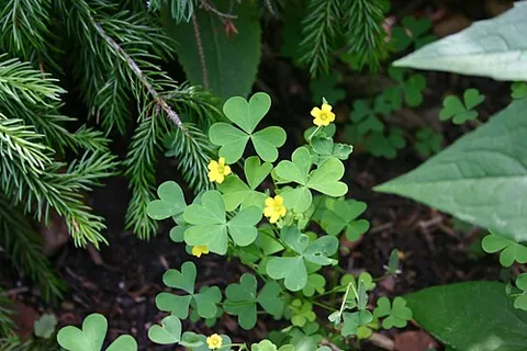 common yellow woodsorrel: a low spreading plant with yellow flowers and clover-like leaves (Oxalis stricta)