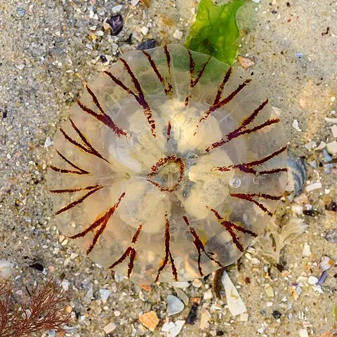 compass jellyfish: chrysaora hysoscella, a species of common orange or yellow jellyfish found in the Mediterranean Sea