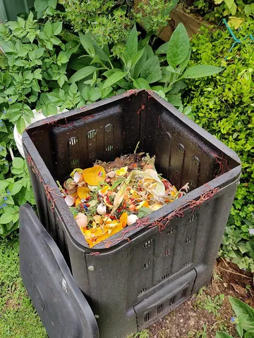 compost: the decayed remains of organic matter that has rotted into a natural fertilizer