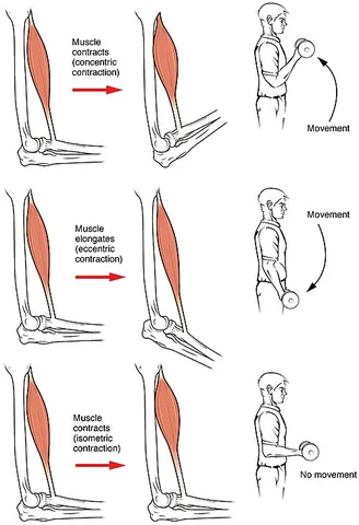 concentric contraction: when a muscle shortens while generating force, overcoming resistance to create movement, like the...