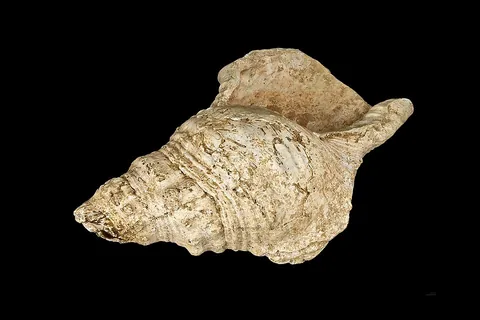 conch: a marine gastropod of the family Strombidae which lives in its own spiral shell