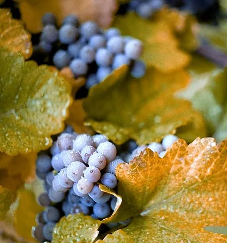 concord grape: a cultivar of grapes from the species Vitis labrusca