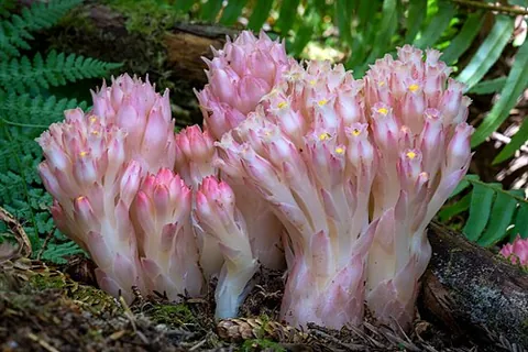 cone plant: a North American fleshy stemless perennial plant of species Hemitomes congestum