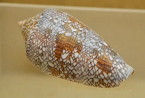 cone snail: any of the predatory sea snails of the family Conidae, all the species of which are sometimes...